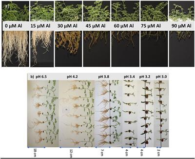 Novel Sources of Tolerance to Aluminium Toxicity in Wild Cicer (Cicer reticulatum and Cicer echinospermum) Collections